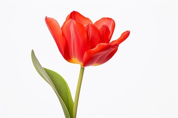 One tulip isolated on a white background, the concept of spring and women's holiday March 8, birthday