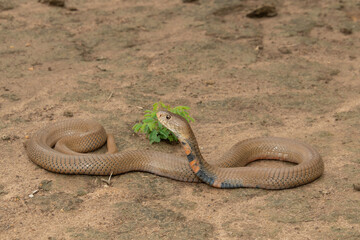 A deadly Mozambique Spitting Cobra (Naja mossambica) displaying its defensive hood in the wild