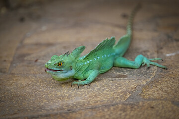 Plumed basilisk (Basiliscus plumifrons) walking on the concrete floor