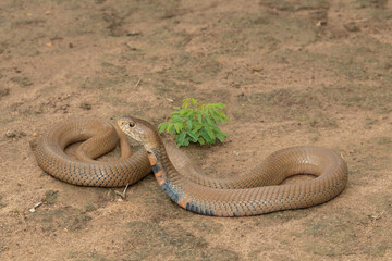 A deadly Mozambique Spitting Cobra (Naja mossambica) displaying its defensive hood in the wild