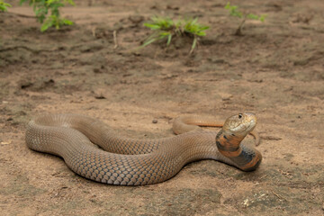 A beautiful Mozambique Spitting Cobra (Naja mossambica) in the wild