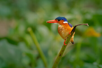 Malachite Kingfisher - Corythornis cristatus river kingfisher with hunted fish in Africa, small colourful bird with ruddy orange rusty body, blue head and brightly red beak with fish