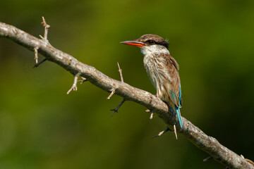 Striped Kingfisher - Halcyon chelicuti bird in tree kingfisher family, Sub-Saharan Africa prefers woodland, thorn scrub (thornveld), dry bush and savanna, two subspecies: chelicuti and eremogiton