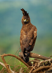 Long-crested eagle - Lophaetus occipitalis African bird of prey in family Accipitridae, dark brown bird with long shaggy crest sitting on the branch, forest edges and moist woodland in Uganda Africa