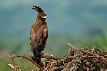 Long-crested eagle - Lophaetus occipitalis African bird of prey in family Accipitridae, dark brown bird with long shaggy crest sitting on the branch, forest edges and moist woodland in Uganda Africa - obrazy, fototapety, plakaty