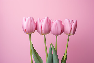 Fototapeta premium Frame with bouquet of Pink Tulips Flowers, Mother s Day, 8 March, anniversary, pink background. Empty Space