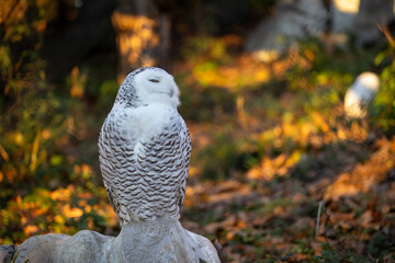 Snow owl looking across its shoulder
