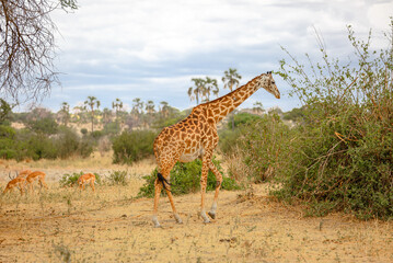 Giraffe