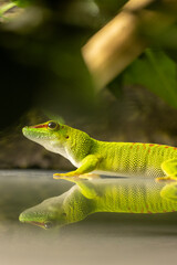 Green lizard and its reflection