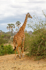 Giraffe