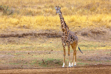 Giraffe