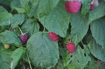 Maliny na krzaku. © Blaszko