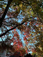 trees in the autumn