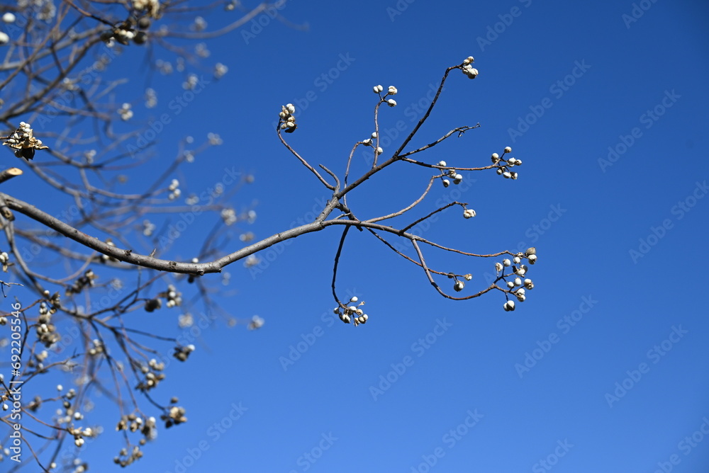 Poster Chinese tallow tree ( Triadica sebifera ) fruits /Capsules. Euphorbiaceae deciduous tree. Capsules ripen black in autumn and open to release three white seeds.