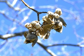 Chinese tallow tree ( Triadica sebifera ) fruits /Capsules. Euphorbiaceae deciduous tree. Capsules...
