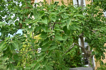 Chinese tallow tree ( Triadica sebifera ) fruits /Capsules. Euphorbiaceae deciduous tree. Capsules...