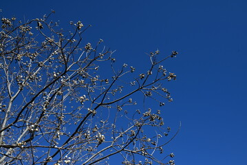 Chinese tallow tree ( Triadica sebifera ) fruits /Capsules. Euphorbiaceae deciduous tree. Capsules...