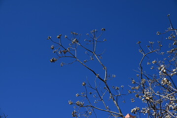 Chinese tallow tree ( Triadica sebifera ) fruits /Capsules. Euphorbiaceae deciduous tree. Capsules...