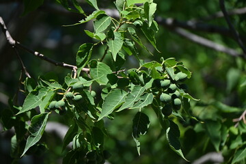 Chinese tallow tree ( Triadica sebifera ) fruits /Capsules. Euphorbiaceae deciduous tree. Capsules...