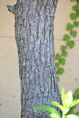 Chinese tallow tree ( Triadica sebifera ) fruits /Capsules. Euphorbiaceae deciduous tree. Capsules ripen black in autumn and open to release three white seeds.