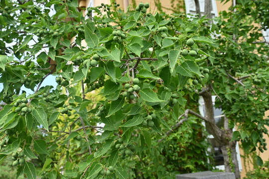 Chinese tallow tree ( Triadica sebifera ) fruits /Capsules. Euphorbiaceae deciduous tree. Capsules ripen black in autumn and open to release three white seeds.