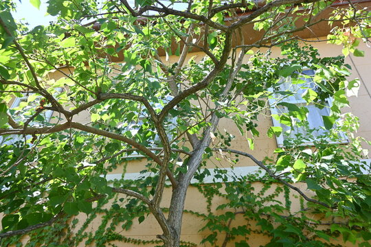 Chinese tallow tree ( Triadica sebifera ) fruits /Capsules. Euphorbiaceae deciduous tree. Capsules ripen black in autumn and open to release three white seeds.