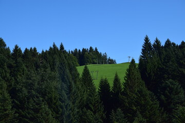 green forest in the mountains