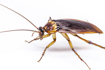 common american cockroach on isolated white background, full length side view with copy space.