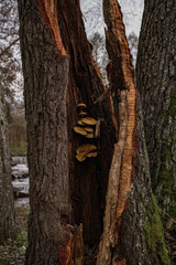 Fototapeta premium Royal honey mushrooms that grew inside a fallen tree