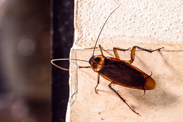 Periplaneta cockroach, known as red cockroach or American cockroach,walking along the wall of the...