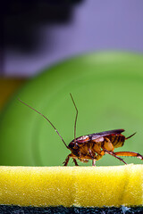 cockroach walking on a washing sponge in the kitchen sink with dirty dishes. Insect contamination and pest concept