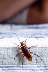 cockroach climbing on a bed, man sleeping in the background, insect problems at home, need for detection