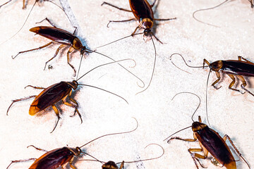 homemade red cockroaches eating sugar dropped on the ground. Cockroach invasion, insect problems at home