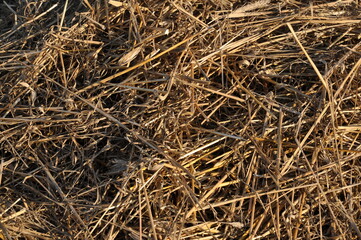 Słoma © Blaszko