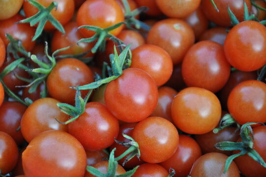 Pomidory koktajlowe prosto z krzaka, ekologiczna uprawa.