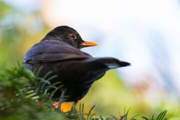 A Male Blackbird is Resting on a Fir Tree Branch in Late Autumn