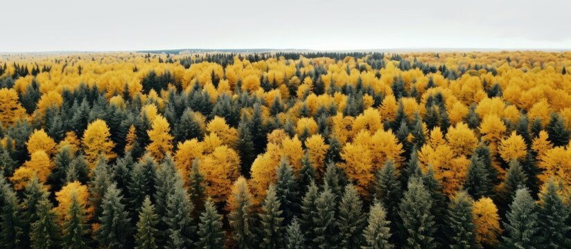 Autumn yellow forest and green trees in rural Drone photo Aerial top view. Copy space image. Place for adding text or design