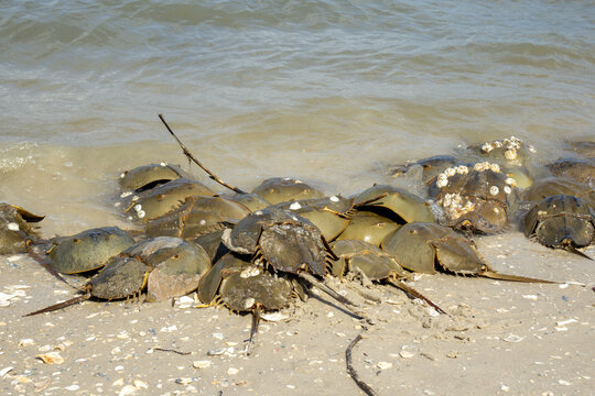 Horseshoe Crab (Limulus polyphemus) on a South Carolina beach during spawning season