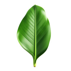 Fototapeta premium Tropical Banana Leaf 
