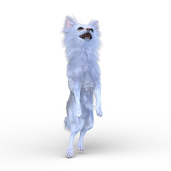 Fototapeta premium チワワ