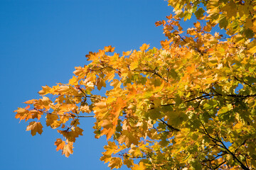 Raschelnde Ahornblätter im Herbst bei blauem Himmel - obrazy, fototapety, plakaty