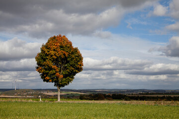 Ahornbaum Baum im Herbst bei wolkigem Himmel - obrazy, fototapety, plakaty