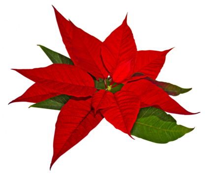Red Christmas poinsettia flower isolated on transparent background. The poinsettia red flowers (Euphorbia pulcherrima), The Flower of the Christmas, close up.