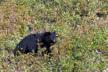 black bear in a montana berry patch