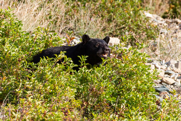 Fototapeta premium black bear eating berries