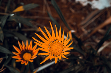 Blossoms of Radiance: A Kaleidoscope of Colorful Petals