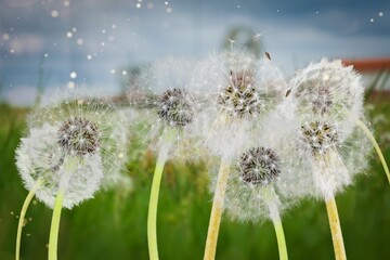 Beautiful green meadow and dry dandelion