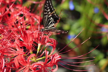彼岸花の蜜を吸う美しいアゲハチョウ