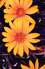 Blossoms of Radiance: A Kaleidoscope of Colorful Petals