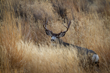 mule deer buck in tall grass